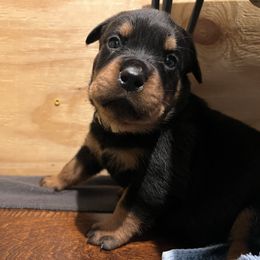 Yellow - Black and rust female Rottweiler puppy in Oakland, Tennessee from House of Blu