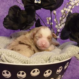 Girl 2 - Miniature American Shepherd puppy from Cedar Moon