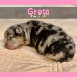 Greta - Blue merle female Pomeranian puppy in Naperville, Illinois from Somos Pomeranians | Selectively Bred Puppies