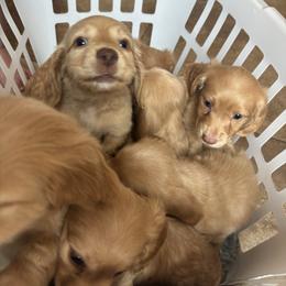 Dachshund Puppies from Dash of Love