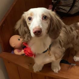 Honey - Dachshund