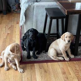 Labrador Retriever Puppies from Branley's Riverside Labradors