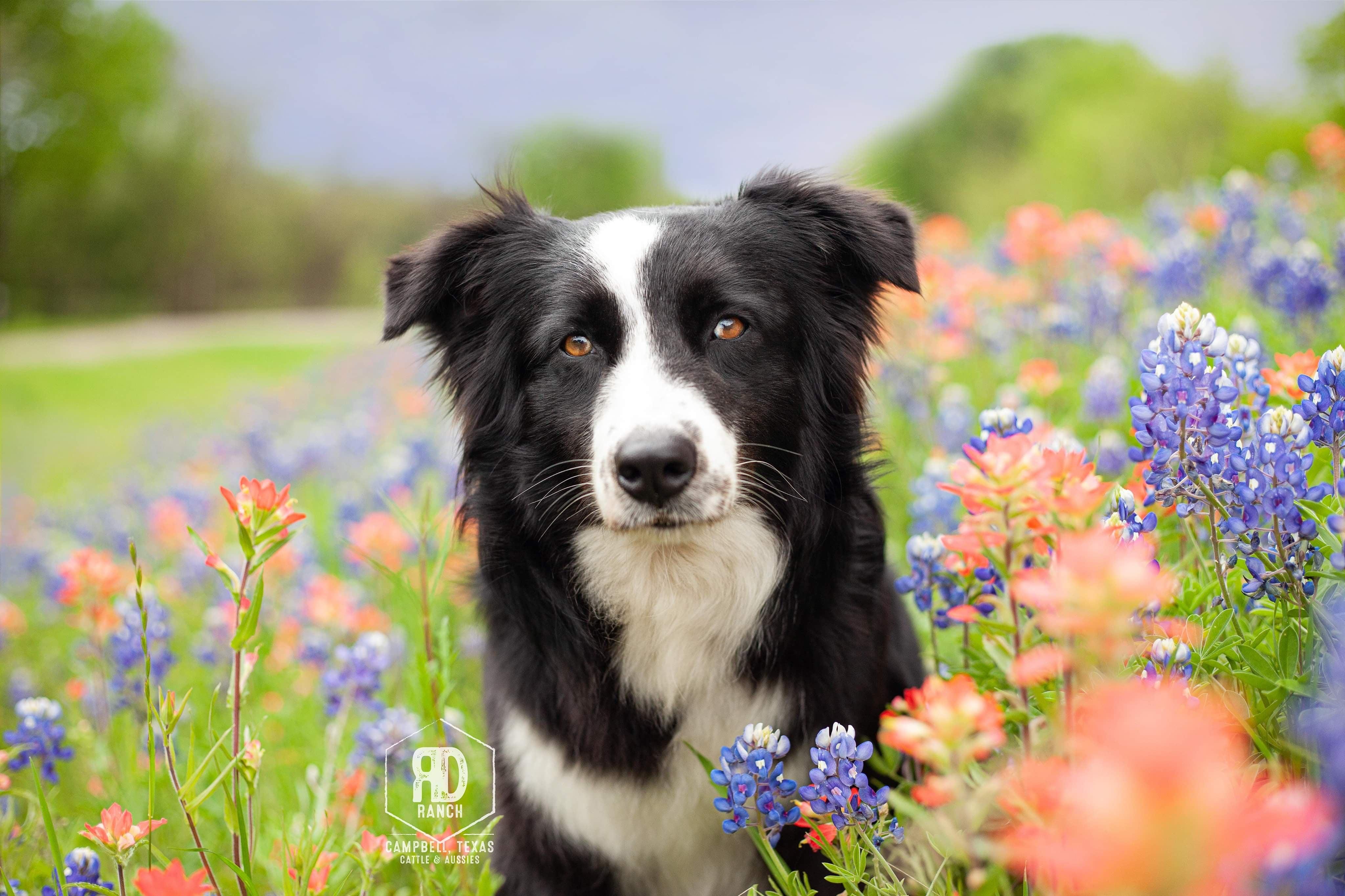 Texas Shepard RD Ranch in Texas | Australian Shepherd puppies | Good Dog