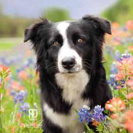 Australian Shepherds from RD Ranch