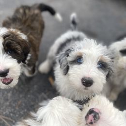 Sheepadoodle Puppies from River City Doodles TN