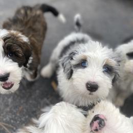Sheepadoodle Puppies from River City Doodles TN
