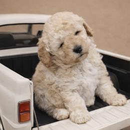 Noah - Apricot male Goldendoodle puppy in North Branch, Michigan from Graceful Miniature Goldendoodles