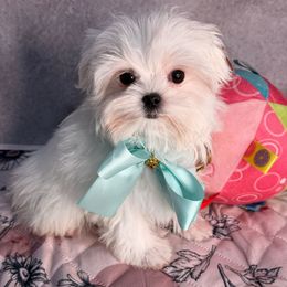 Girl tiny - White female Maltese puppy in California from Yorkie & Maltese Royalty