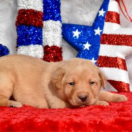 Orange collar - Yellow male Labrador Retriever puppy in Gober, Texas from Trigger Time Kennels