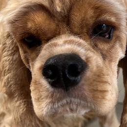 Kevin - Cocker Spaniel