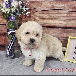 Ash.  (2500)  (500 discount today) - Cream female Poodle puppy in Salt Lake City, Utah from Premier Paws