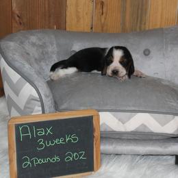 Alax - Black white and brown male Basset Hound puppy in Dover, Arkansas from S&S American Bassets