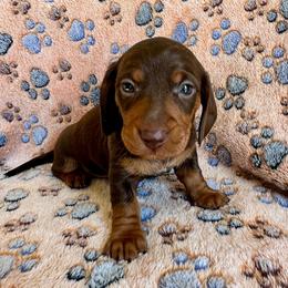 Lucas - Chocolate and tan male Dachshund puppy in Carrollton, Illinois from Kelly's Doxies