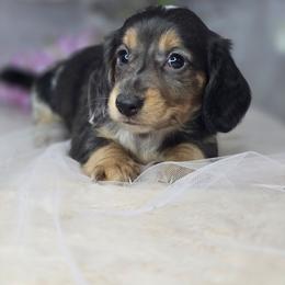 Oakley - Dapple female Dachshund puppy in Arthur, Illinois from Dachs and Poms