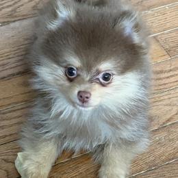 Ganache - Chocolate and tan male Pomeranian puppy in Jackson, New Jersey from Peapod Pomeranians
