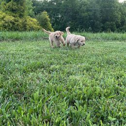 Golden Retriever Puppies from Apple Country Retrievers