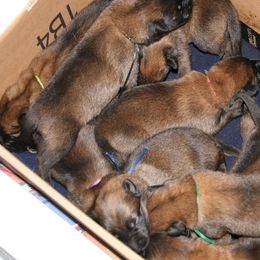 Belgian Malinois Puppies from MPACT Malinois