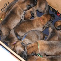 Belgian Malinois Puppies from MPACT Malinois