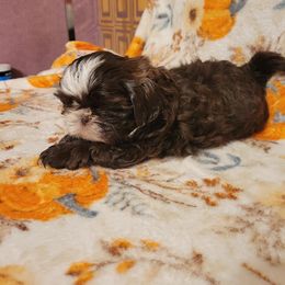 Doc - Liver and white male Shih Tzu puppy in Parma, Ohio from D's DeVine Shih-Tzu