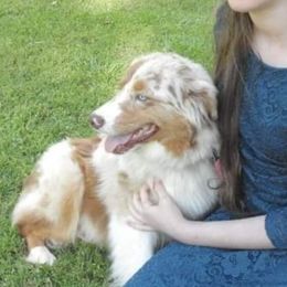 Deja - Australian Shepherd