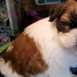 Shih Tzus from Halfway To Heaven Shih Tzu