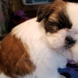 Shih Tzus from Halfway To Heaven Shih Tzu