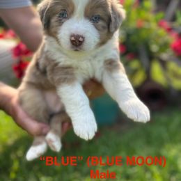 Miniature Australian Shepherd Puppies from SWLA MINI AUSSIES