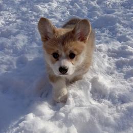 Pembroke Welsh Corgi Puppies from Merrygold Corgis