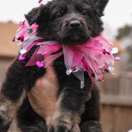 German Shepherd Puppies from Jaxinhaus German Shepherds