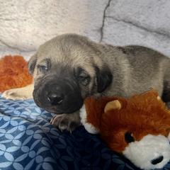 Beaver - Yellow female Black Mouth Cur puppy in Warsaw, Missouri from Heritage Cow Dogs