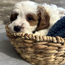 Jess - Cream male Cavapoo puppy in Camden, Michigan from FurEver Friends Finder