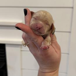 Toast - Apricot male Cavapoo puppy in Grand Blanc, Michigan from Halsey Poodles and Doodles