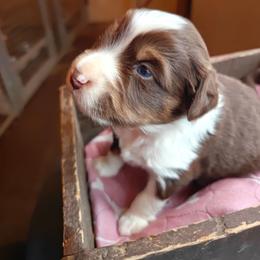 Boy 1 - Red tri male Miniature Australian Shepherd puppy in Fife Lake, Michigan from HaVen Homestead Miniature Australian Shepherds