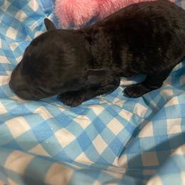 BF1 - Black female Poodle puppy in Bee Branch, Arkansas from Scroggins Creek Doodles
