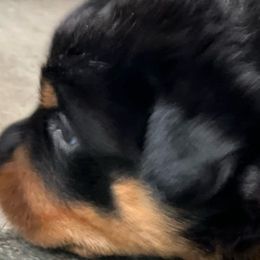 Orange boy - Rottweiler puppy from Wildhaven Rottweilers