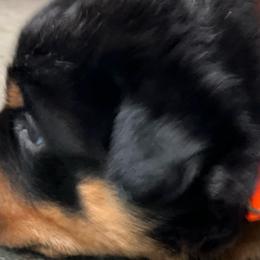 Orange boy - Rottweiler puppy from Wildhaven Rottweilers