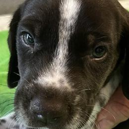 Boy 3 - Liver and white male German Shorthaired Pointer puppy in Beaverdam, Virginia from Harts Hill Kennel