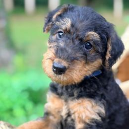 Blue aka Iris - Black and tan female Airedale Terrier puppy in Mooresville, North Carolina from Farm 55