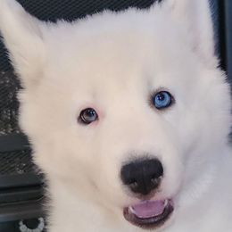 Girl 3. - White female Siberian Husky puppy in Helen, Georgia from Royal Siberian AKC Huskies