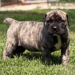 Yellow Collar - Brindle female Boerboel puppy in Manitowoc, Wisconsin from Mae Boerboel