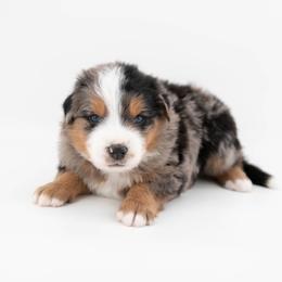 Australian Mountain Doodle Puppies from Brick House Farm Doodles