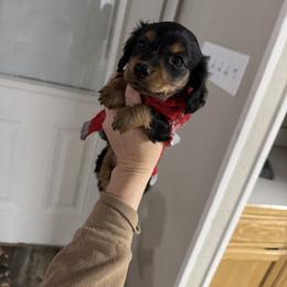 Dachshund Puppies from L&L Dachshunds