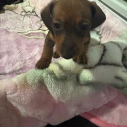 Girl 1 red - Red female Dachshund puppy in Yuba City, California from The Navarro Furbabies