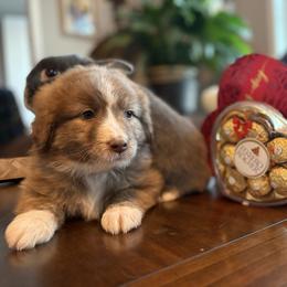 KitKat - Red tri-color female Aussiedoodle puppy in Sheridan, Arkansas from Runnin’ Wild Ranch Aussies