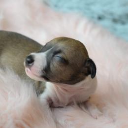 Sunshine - White and sable female Italian Greyhound puppy in Lancaster, Texas from Lopez G Kennel