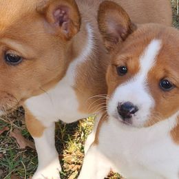 Basenjis from Becker's Basenjis