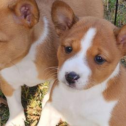 Basenjis from Becker's Basenjis