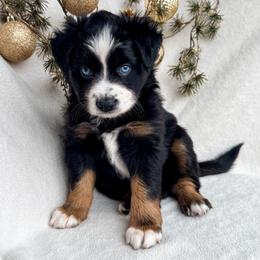 Cedar - Black tri male Miniature American Shepherd puppy in Idaho Falls, Idaho from Sugartop Minis