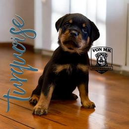 Rottweiler Puppies from Von MK Rottweilers
