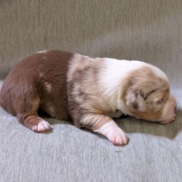Chloe - Red merle female Miniature Australian Shepherd puppy in Crockett, Texas from Pleasant Grove Aussies